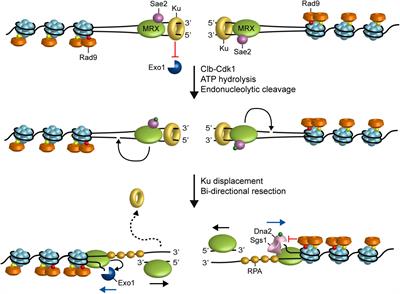 Processing of DNA Ends in the Maintenance of Genome Stability